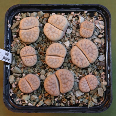 Lithops gracilidelineata, C309