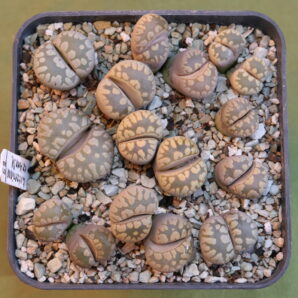 Lithops otzeniana, ex Horn S. Hammer