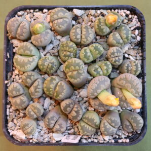 Lithops otzeniana cv. 'Green attempts'