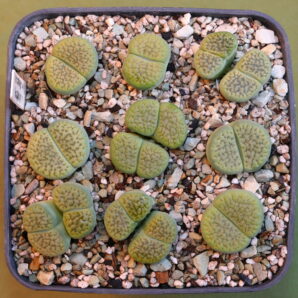 Lithops hookeri v. dabneri cv 'Annarosa', Francois Hoes