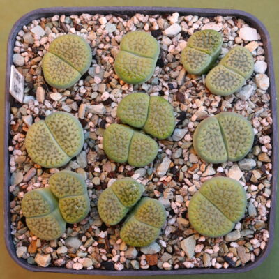 Lithops hookeri v. dabneri cv 'Annarosa', Francois Hoes