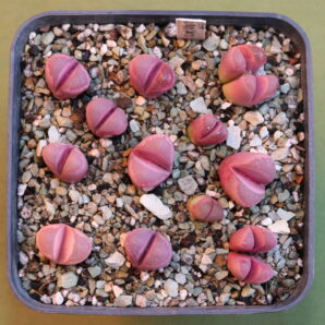 Lithops optica cv Rubra F3, MG 1685.5 (dark red x dark red)
