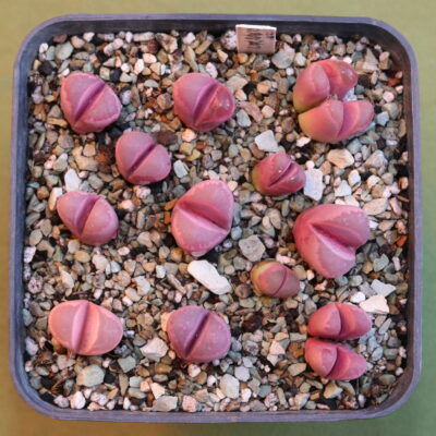 Lithops optica cv Rubra F3, MG 1685.5 (dark red x dark red)