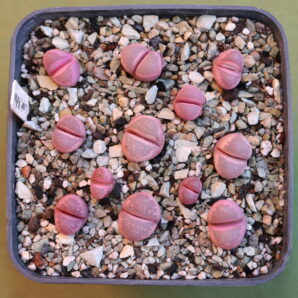 Lithops optica cv Rubra, MG 1683.85 (translucent pink bodies)