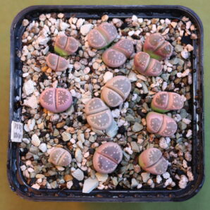 Lithops olivacea cv 'Red Olive' (not stable), Francois Hoes