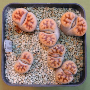 Lithops karasmontana v. tischeri