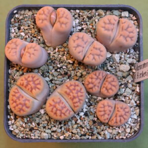 Lithops karasmontana v. tischeri 2