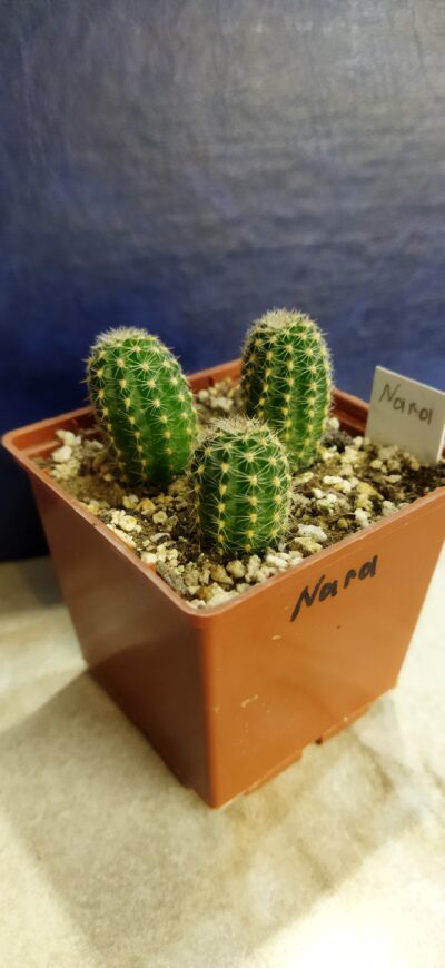 Chamaecereus hybrid Nara - Зображення 2