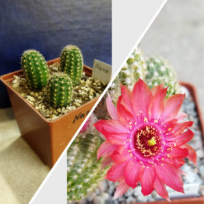 Chamaecereus hybrid Nara