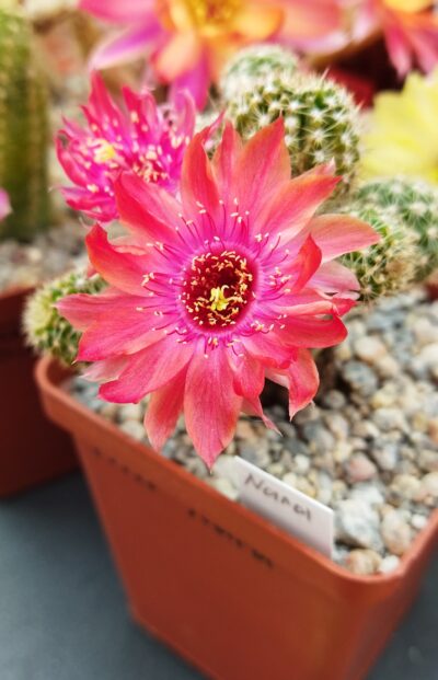Chamaecereus hybrid Nara - Зображення 3