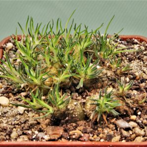 ornithogalum-sardienii-1