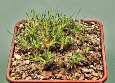 ornithogalum-sardienii-1