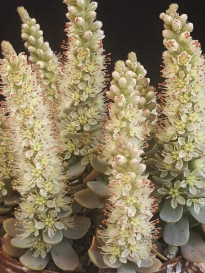 Orostachys iwarenge - Зображення 2