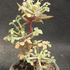 Oxalis succulenta