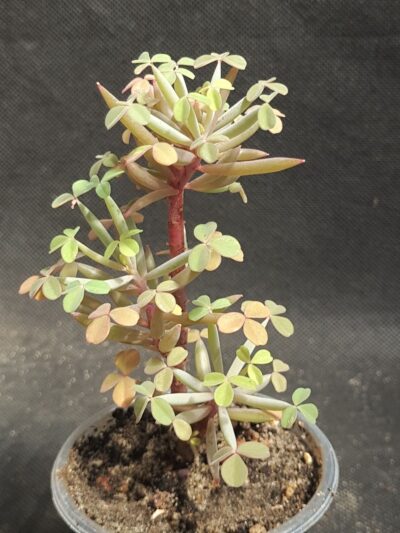 Oxalis succulenta