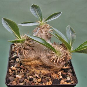 pachypodium-eburneum-d1