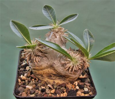 pachypodium-eburneum-d1