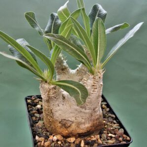 pachypodium-eburneum-d2
