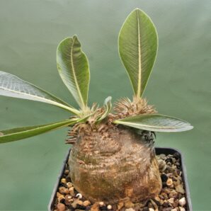 pachypodium-eburneum-d3.