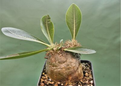 pachypodium-eburneum-d3.