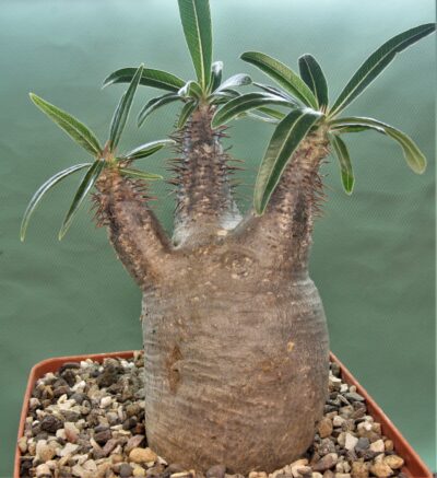 pachypodium-rosulatum-ssp.gracilius-4.