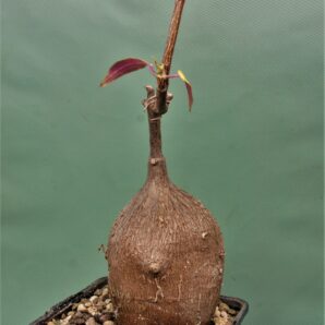 petopentia-natalensis
