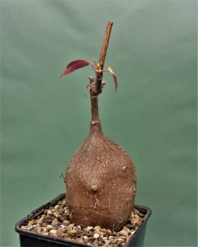petopentia-natalensis