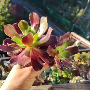 aeonium cyclops