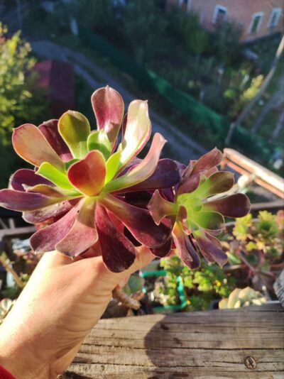 aeonium cyclops