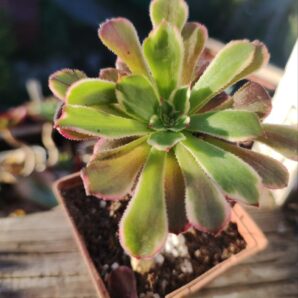 aeonium extasy