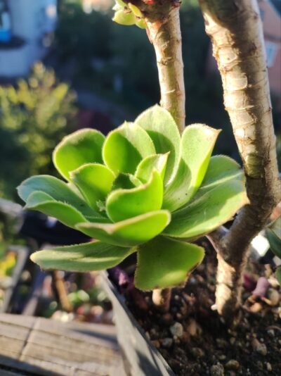 Aeonium smithii hybrid - Зображення 3