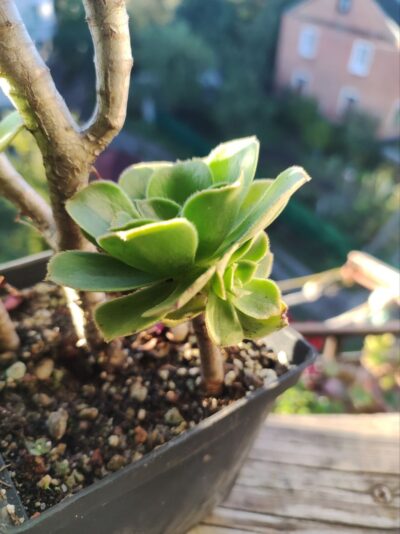 Aeonium smithii hybrid - Зображення 2