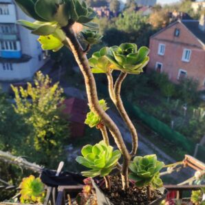 Aeonium smithii hybrid