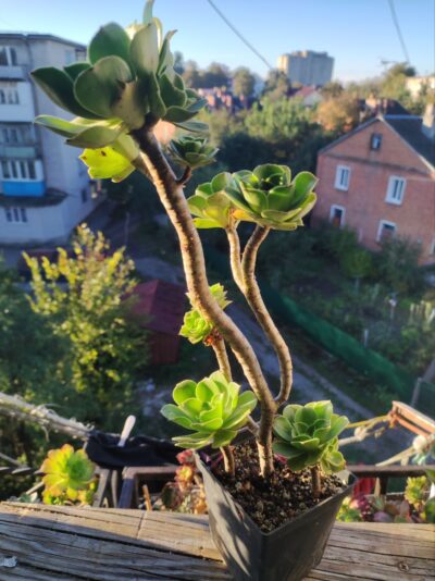 Aeonium smithii hybrid