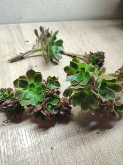 Aeonium blushing beauty crested - Зображення 3
