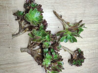 Aeonium blushing beauty crested - Зображення 2
