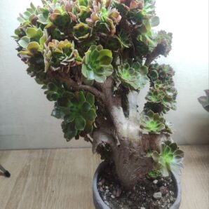 Aeonium blushing beauty crested