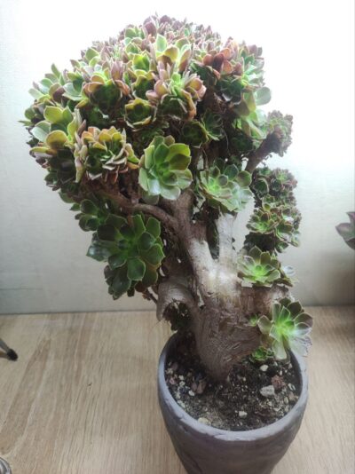 Aeonium blushing beauty crested