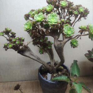 Aeonium fiesta cr.