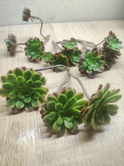 Aeonium fiesta cr. - Зображення 5