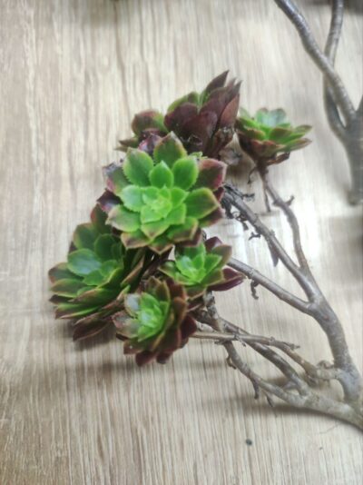 Aeonium fiesta cr. - Зображення 4