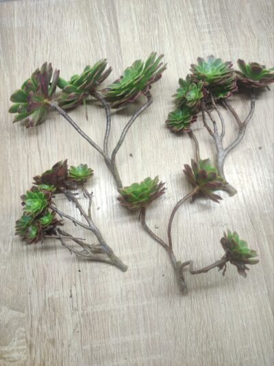 Aeonium fiesta cr. - Зображення 3