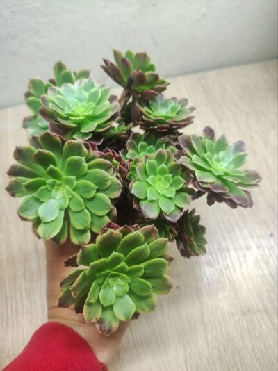 Aeonium fiesta cr. - Зображення 2
