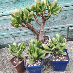 crassula red horn