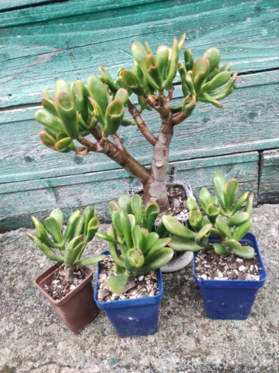 crassula red horn