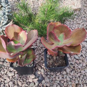 echeveria suyon