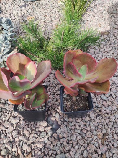 echeveria suyon