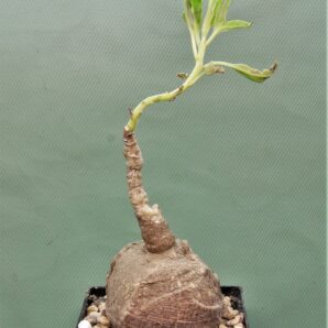 pterodiscus-speciosus-1
