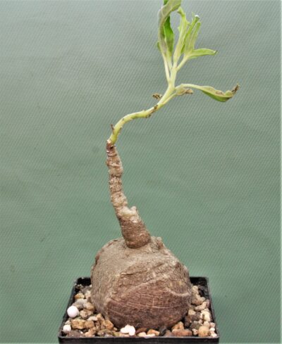 pterodiscus-speciosus-1
