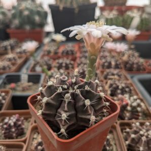 Gymnocalycium friedrichii